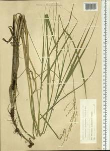 Scolochloa festucacea (Willd.) Link, Siberia, Western Siberia (S1) (Russia)