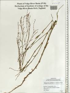 Polygonum patulum M.Bieb., Eastern Europe, Middle Volga region (E8) (Russia)