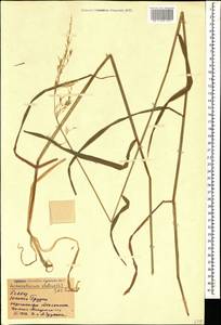 Arrhenatherum elatius (L.) P.Beauv. ex J.Presl & C.Presl, Caucasus, Georgia (K4) (Georgia)