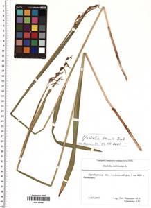 Gladiolus tenuis M.Bieb., Eastern Europe, Eastern region (E10) (Russia)