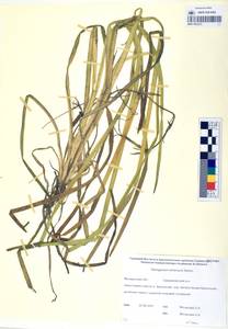 MAG 0003372, Sparganium emersum Rehmann, Siberia, Chukotka & Kamchatka (S7) (Russia)