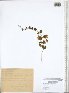 Lysimachia nummularia L., Eastern Europe, Central region (E4) (Russia)