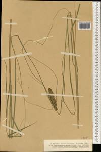 Carex neurocarpa Maxim., South Asia, South Asia (Asia outside ex-Soviet states and Mongolia) (ASIA) (Germany)