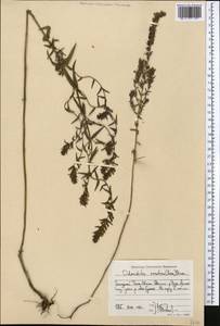 Odontites vulgaris Moench, Middle Asia, Western Tian Shan & Karatau (M3) (Kyrgyzstan)