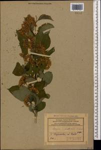 Cornus sanguinea subsp. australis (C.A.Mey.) Jáv., Caucasus, Azerbaijan (K6) (Azerbaijan)