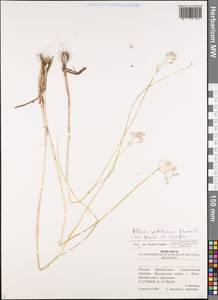 Allium podolicum Blocki ex Racib. & Szafer, Eastern Europe, Lower Volga region (E9) (Russia)