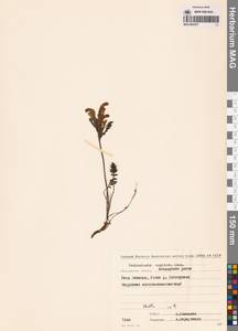 Pedicularis capitata Adams, Siberia, Chukotka & Kamchatka (S7) (Russia)