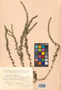 Amaranthus albus L., Siberia, Russian Far East (S6) (Russia)