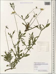 Scabiosa bipinnata C. Koch, Caucasus, Black Sea Shore (from Novorossiysk to Adler) (K3) (Russia)