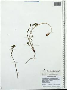 Euphorbia borealis Baikov, Siberia, Baikal & Transbaikal region (S4) (Russia)