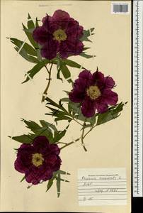 Paeonia anomala L., Mongolia (MONG) (Mongolia)