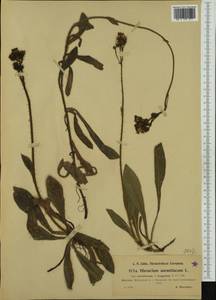 Pilosella aurantiaca, Western Europe (EUR) (Switzerland)