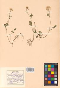 Cardamine prorepens Fisch. ex DC., Siberia, Russian Far East (S6) (Russia)