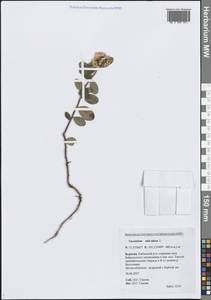 Vaccinium vitis-idaea L., Siberia, Baikal & Transbaikal region (S4) (Russia)