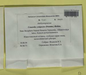 Conardia compacta (Müll. Hal.) H. Rob., Bryophytes, Bryophytes - Krasnoyarsk Krai, Tyva & Khakassia (B17) (Russia)