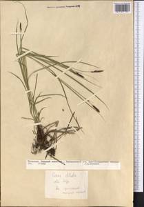 Carex diluta M.Bieb., Middle Asia, Kopet Dag, Badkhyz, Small & Great Balkhan (M1) (Turkmenistan)