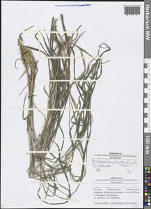 Brachypodium pinnatum (L.) P.Beauv., Eastern Europe, Middle Volga region (E8) (Russia)