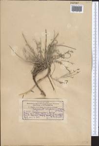 Hedysarum wrightianum Aitch. & Baker, Middle Asia, Kopet Dag, Badkhyz, Small & Great Balkhan (M1) (Turkmenistan)