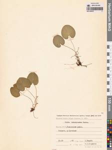 Viola epipsila subsp. repens (Turcz.) W.Becker, Siberia, Yakutia (S5) (Russia)