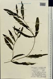 Potamogeton salicifolius Wolfg., Eastern Europe, Central region (E4) (Russia)