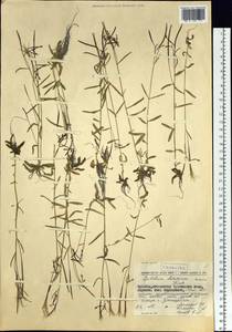 Epilobium davuricum Fisch. ex Hornem., Siberia, Chukotka & Kamchatka (S7) (Russia)
