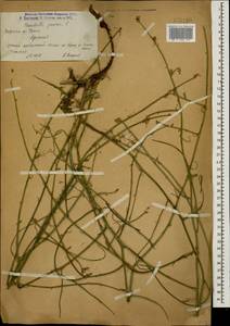 Chondrilla juncea L., Caucasus, Armenia (K5) (Armenia)
