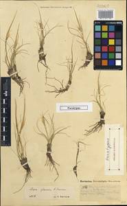 Stipa glareosa P.A.Smirn., Mongolia (MONG) (Mongolia)