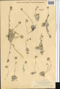 Galitzkya spathulata (Stephan) V.V. Botschantz., Middle Asia, Muyunkumy, Balkhash & Betpak-Dala (M9) (Kazakhstan)