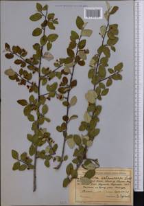 Cotoneaster melanocarpus G. Lodd., Middle Asia, Northern & Central Tian Shan (M4) (Kyrgyzstan)