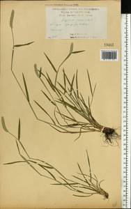 Alopecurus geniculatus L., Eastern Europe, Central forest-and-steppe region (E6) (Russia)