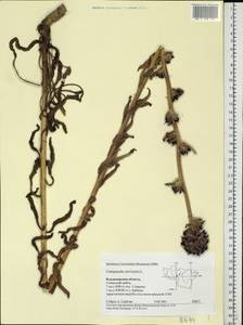 Campanula cervicaria L., Eastern Europe, Central region (E4) (Russia)