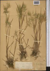 Bromus tectorum L., Middle Asia, Northern & Central Tian Shan (M4) (Kazakhstan)