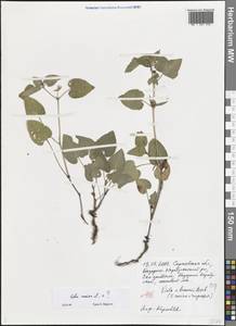 Viola canina L., Eastern Europe, Lower Volga region (E9) (Russia)