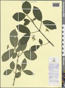 Euonymus leiophloeus Steven, Caucasus, Black Sea Shore (from Novorossiysk to Adler) (K3) (Russia)