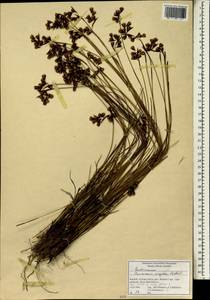 Cannomois virgata (Rottb.) Steud., Africa (AFR) (South Africa)