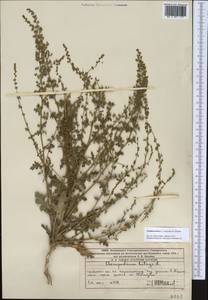 Dysphania botrys (L.) Mosyakin & Clemants, Middle Asia, Western Tian Shan & Karatau (M3) (Kazakhstan)