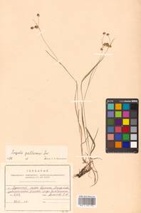 Luzula pallescens Sw., Siberia, Russian Far East (S6) (Russia)