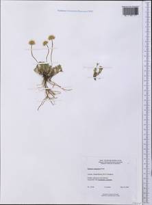 Erigeron compositus Pursh, America (AMER) (Canada)