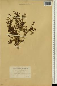 Frankenia pulverulenta, South Asia, South Asia (Asia outside ex-Soviet states and Mongolia) (ASIA) (Iraq)