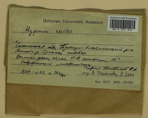 Hypnum saitoi Ando, Bryophytes, Bryophytes - Baikal & Transbaikal regions (B18) (Russia)