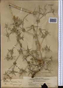Eryngium caucasicum Trautv., Middle Asia, Pamir & Pamiro-Alai (M2) (Uzbekistan)