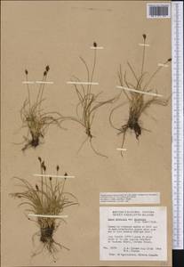 Carex micropoda C.A.Mey., America (AMER) (Canada)