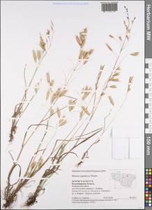 Bromus japonicus Houtt., Eastern Europe, Central region (E4) (Russia)