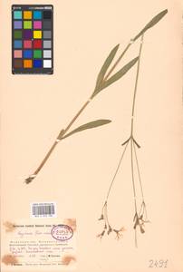 Silene flos-cuculi (L.) Greuter & Burdet, Eastern Europe, Moscow region (E4a) (Russia)