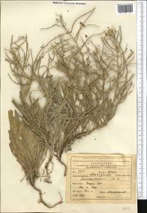 Sterigmostemum caspicum (Lam. ex Pall.) Kuntze, Middle Asia, Northern & Central Kazakhstan (M10) (Kazakhstan)