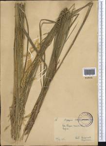 Piptatherum holciforme (M.Bieb.) Roem. & Schult., Middle Asia, Pamir & Pamiro-Alai (M2) (Kyrgyzstan)