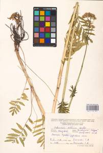 Valeriana pratensis subsp. angustifolia (Soó) Kirschner, Buttler & Hand, Eastern Europe, Moldova (E13a) (Moldova)