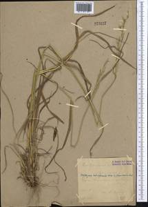 Piptatherum songaricum (Trin. & Rupr.) Roshev., Middle Asia, Western Tian Shan & Karatau (M3) (Uzbekistan)