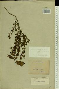 Chamaecytisus austriacus (L.) Link, Eastern Europe, North Ukrainian region (E11) (Ukraine)