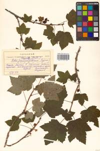 Ribes latifolium Jancz., Siberia, Russian Far East (S6) (Russia)